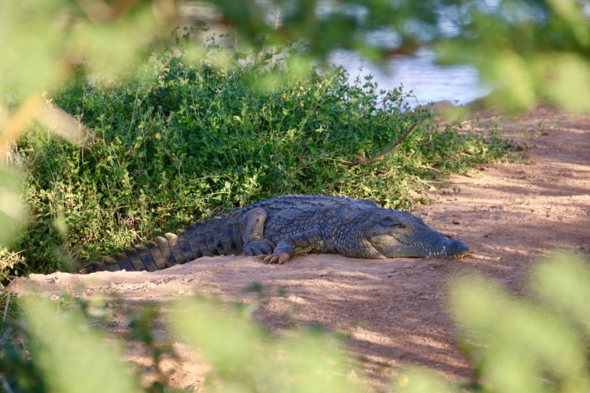 a lizard on a dirt path