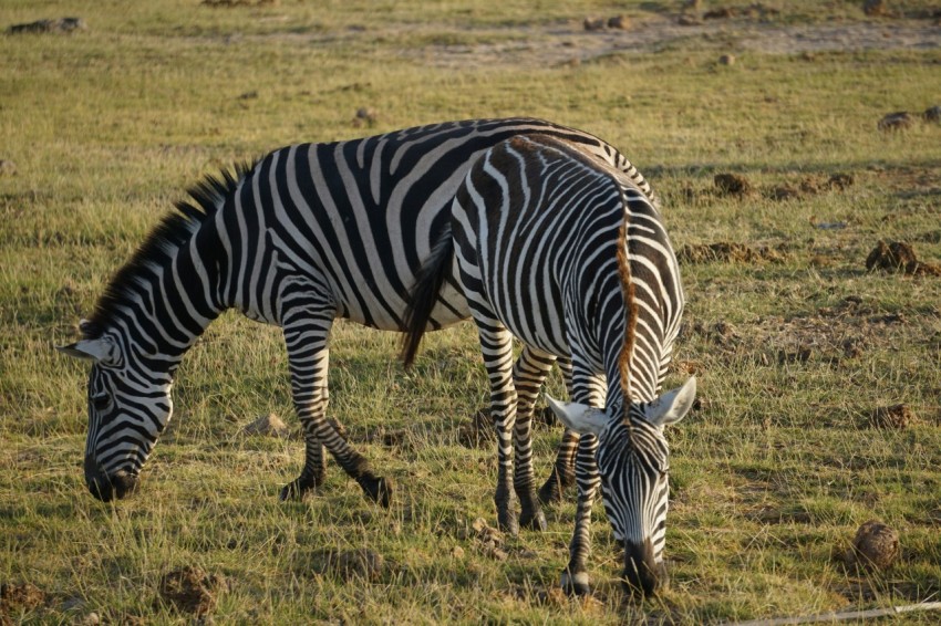 zebra on green grass field during daytime