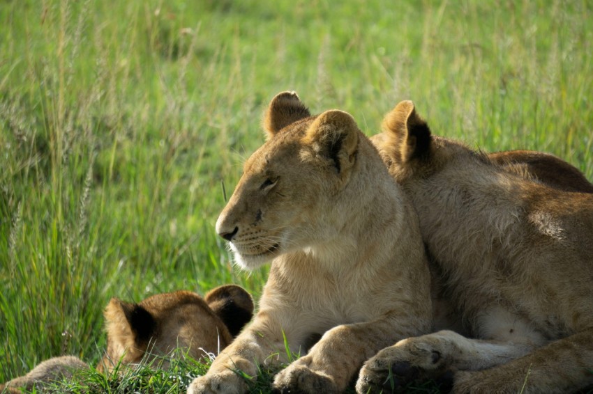 a lion laying in the grass with its cub