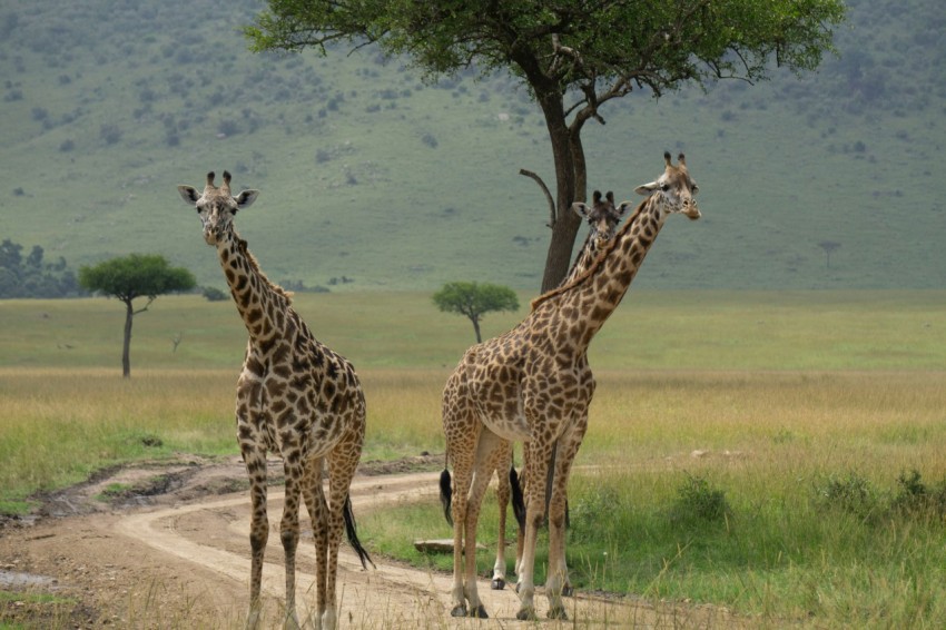 a couple of giraffe standing on a dirt road