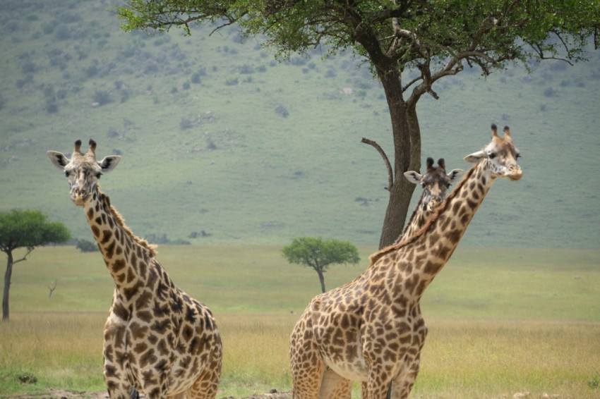 a couple of giraffe standing next to a tree