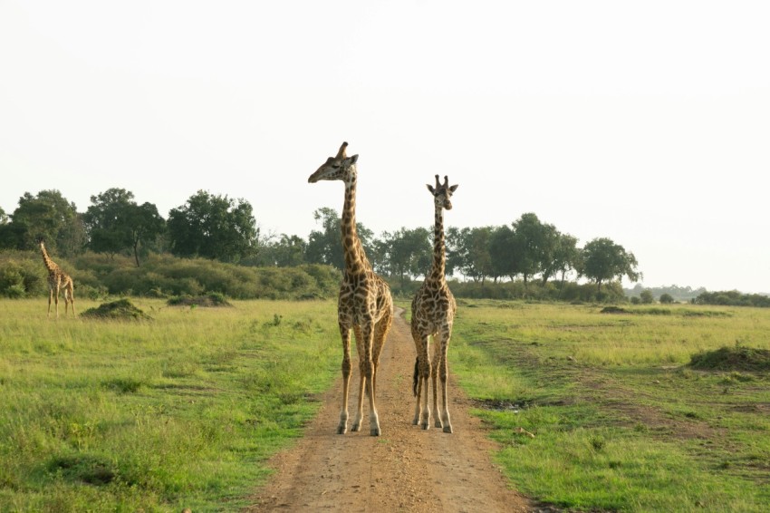 a couple of giraffe standing on top of a dirt road