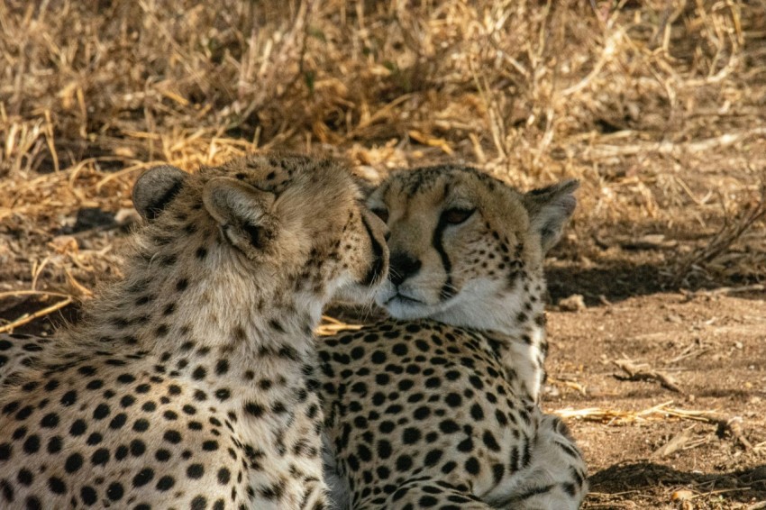 cheetah on brown grass field during daytime cvi7