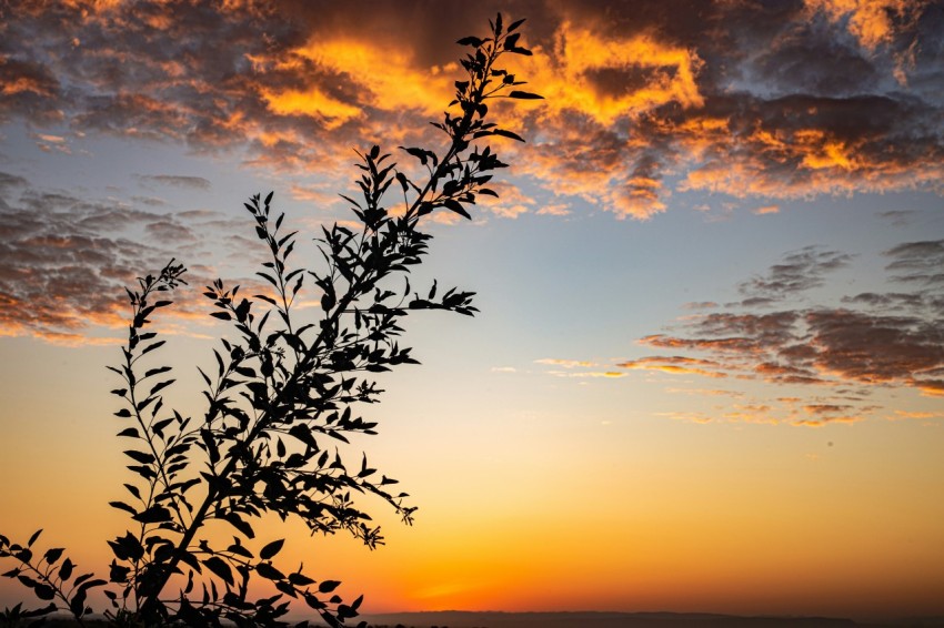 the sun is setting behind a tree branch NG3WCj