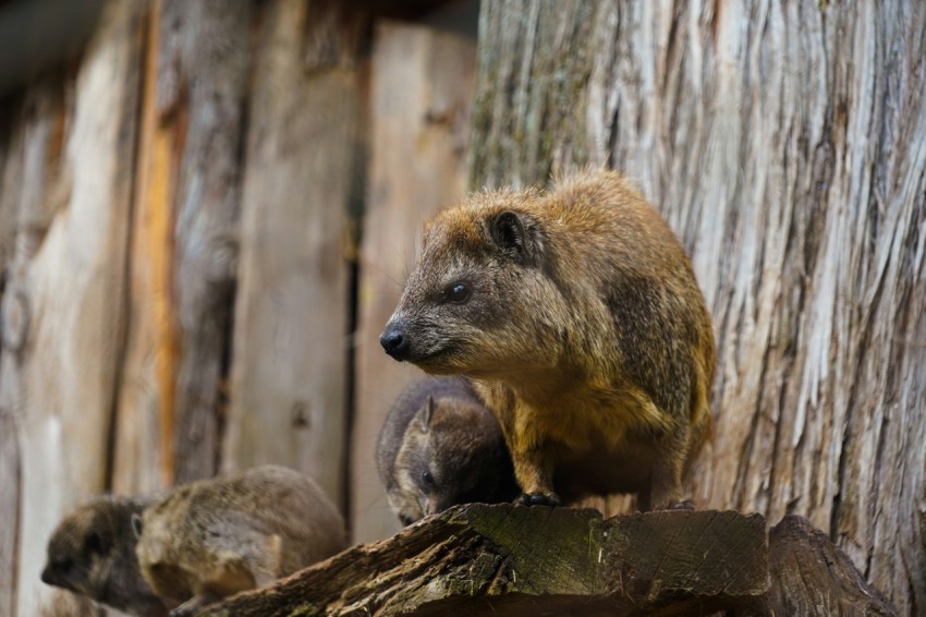 brown and black animal on brown tree trunk