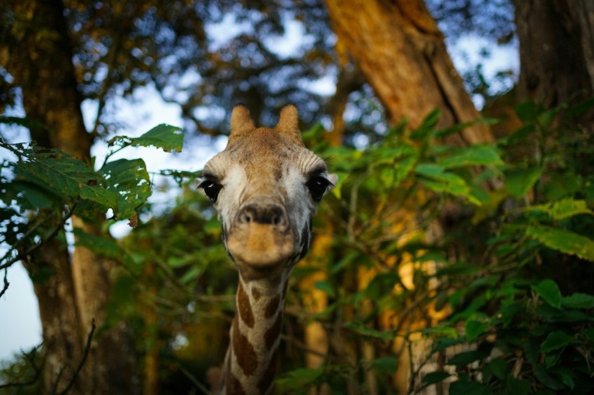 giraffe eating green leaves during daytime