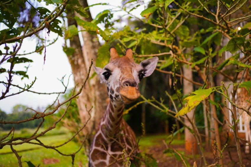 giraffe eating green leaves during daytime