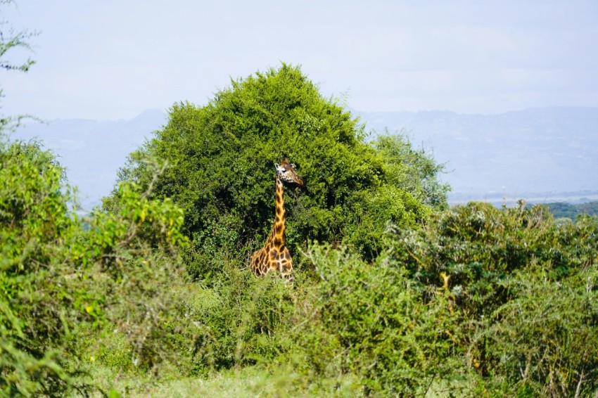 giraffe on green grass field during daytime