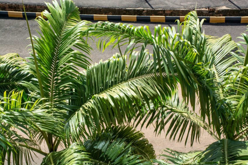 a group of palm trees next to a road