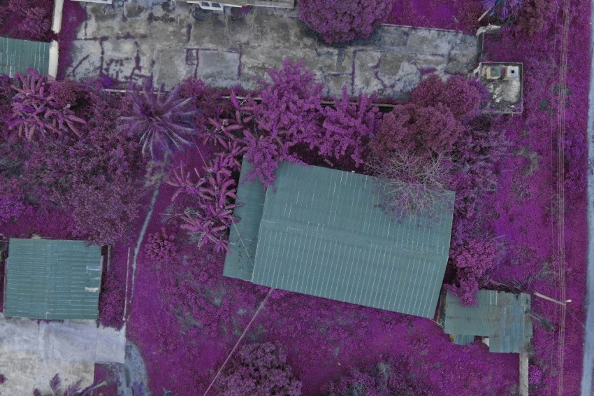 aerial view of purple trees