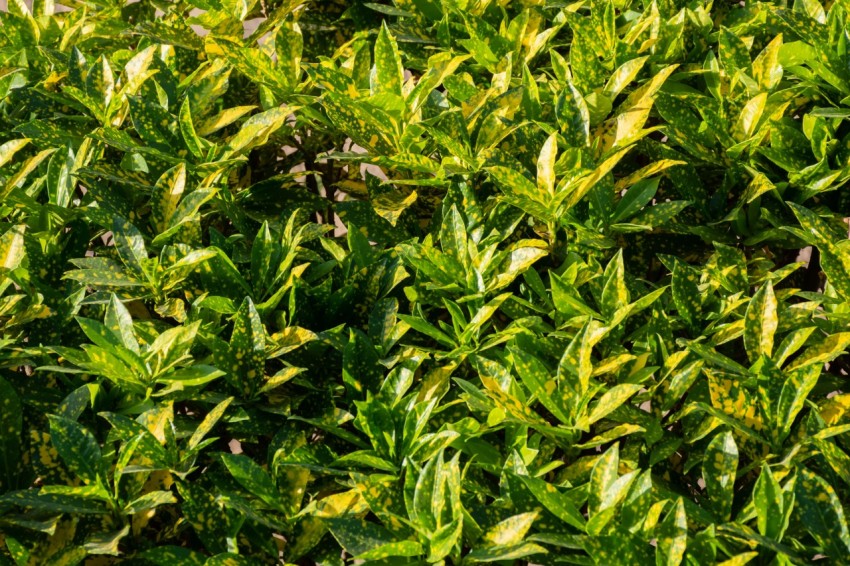 a close up of a bush with green leaves