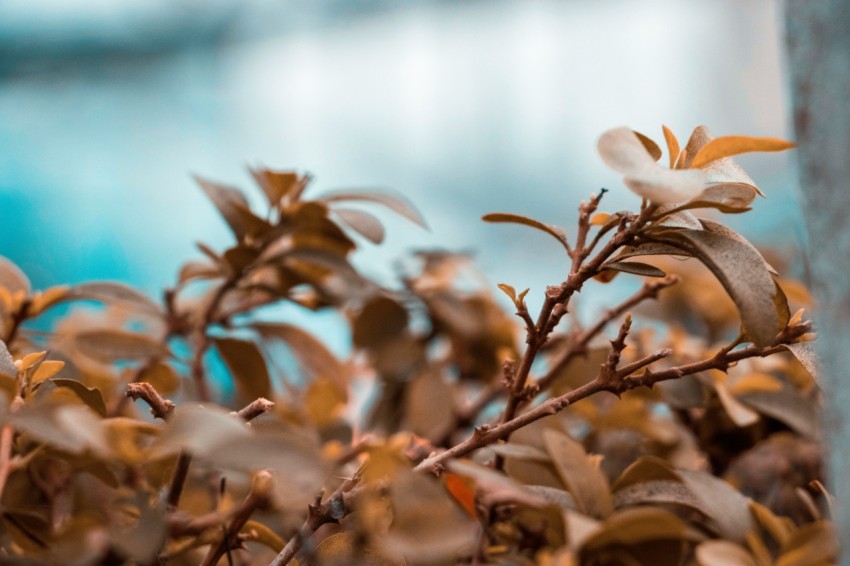 white and brown leaves on brown branch