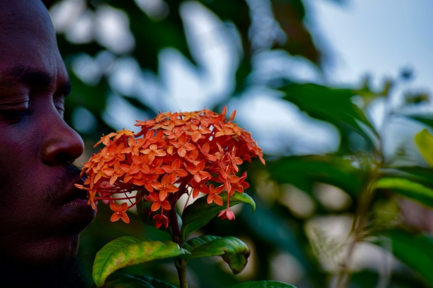 man sniffing orange petal flower during daytime