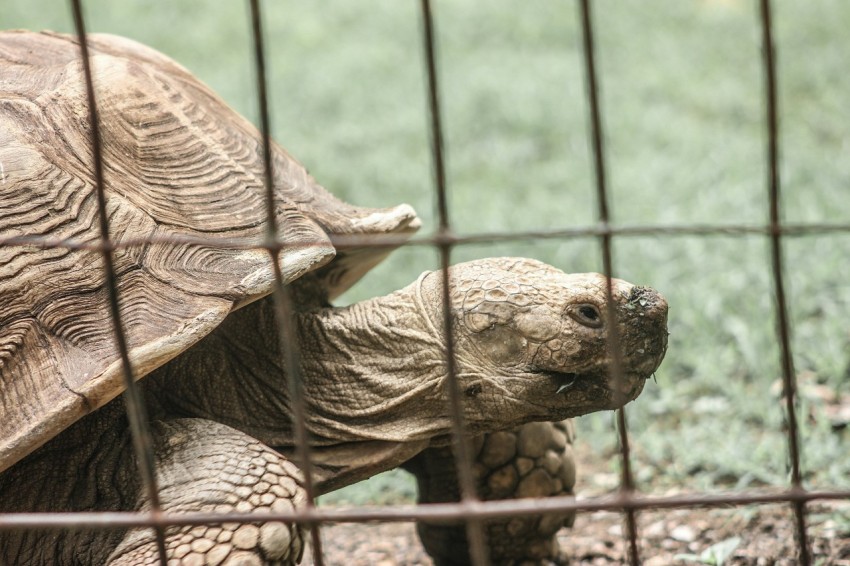 a tortoise in a cage looking at the ground 2w