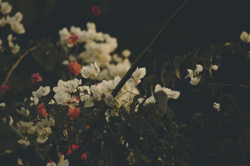 a bunch of white and red flowers in a field