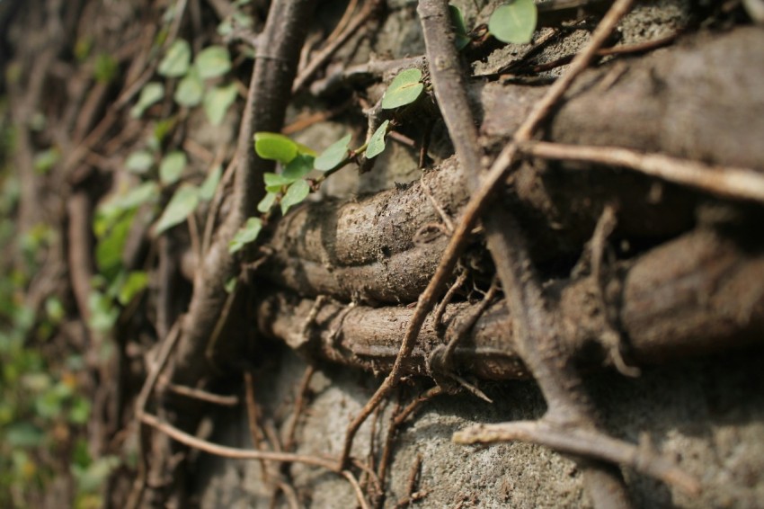 brown roots