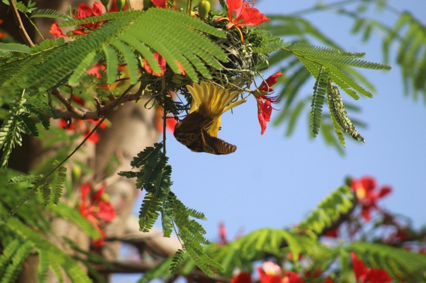 selective focus photography of bird on green tree