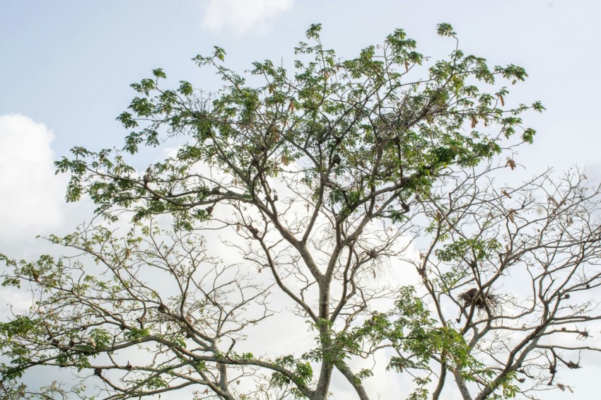 a tree with leaves