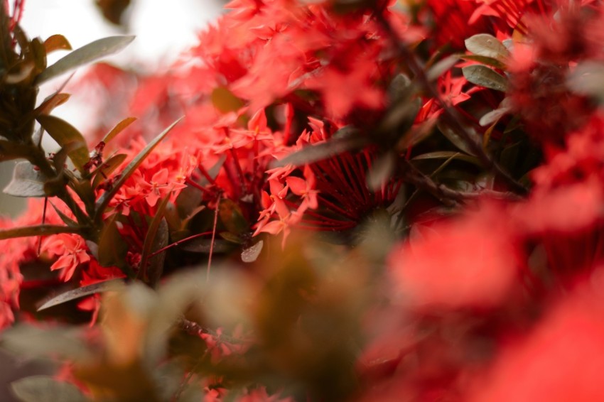 red flowers in tilt shift lens o