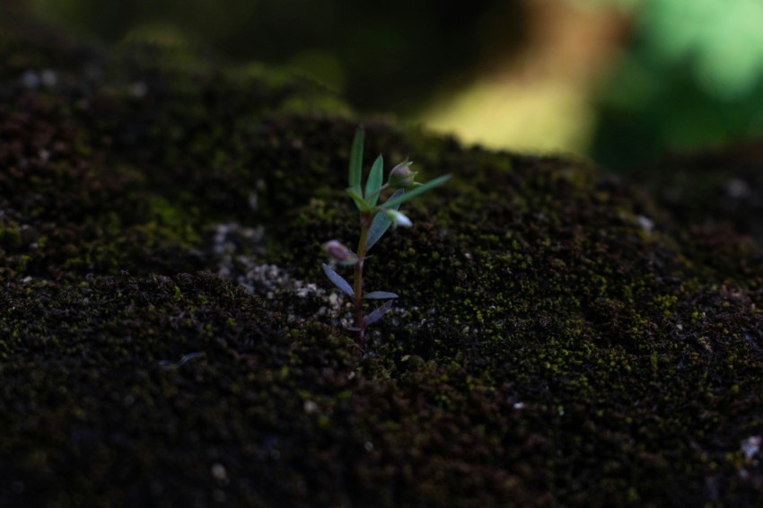 green plant on black soil