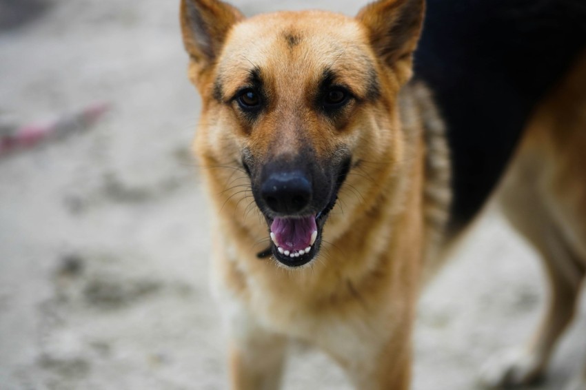 brown and black german shepherd