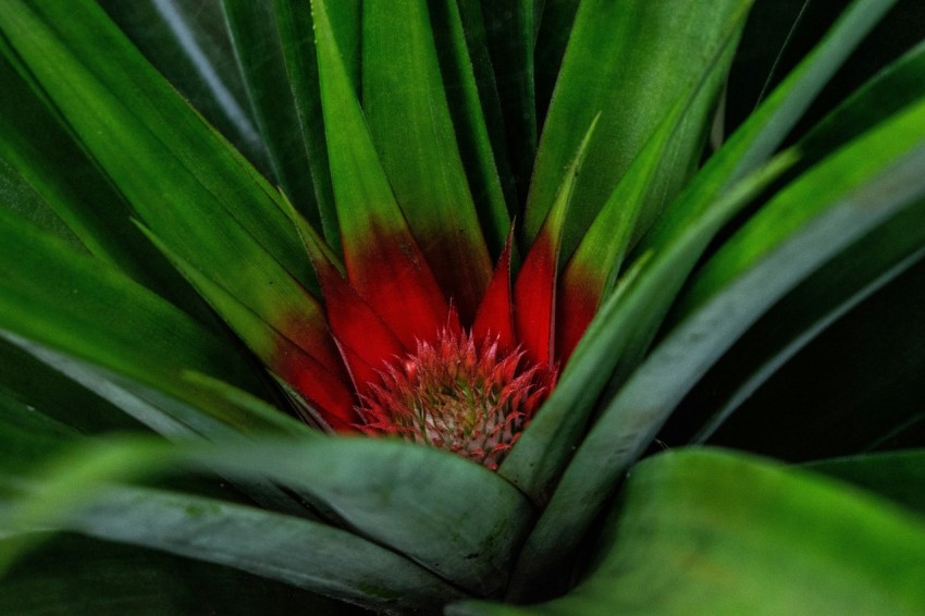 red and green plant in close up photography