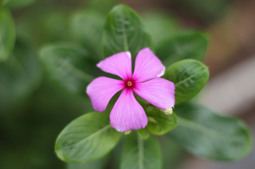 a pink flower with green leaves in the background