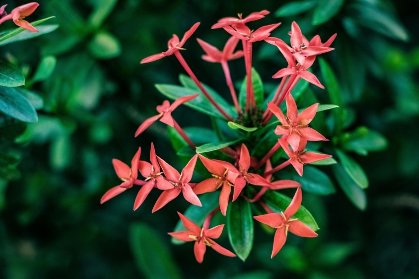 a close up of a bunch of red flowers