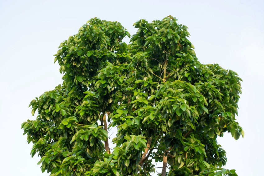 a tree with green leaves 5G1P