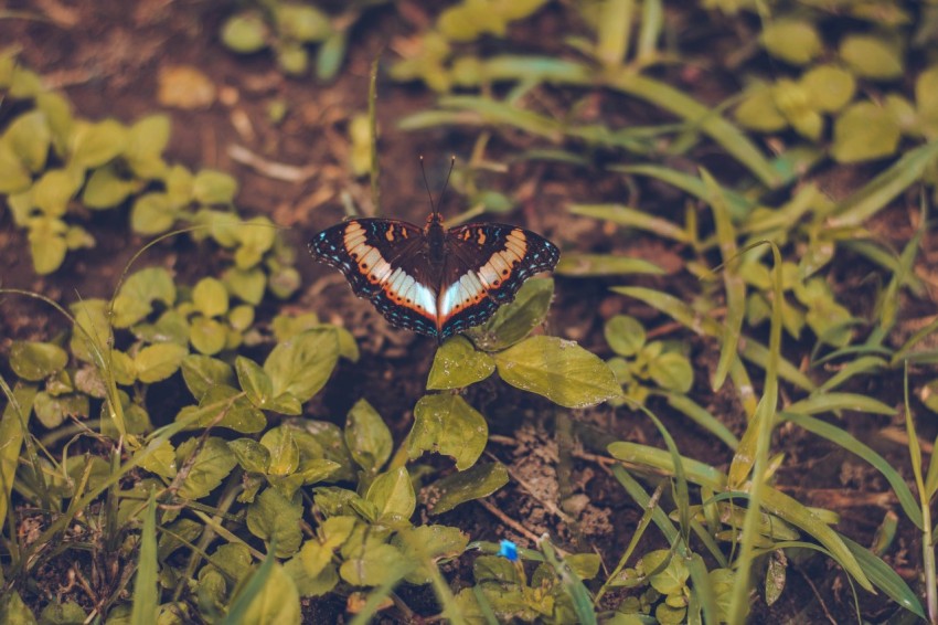 a butterfly sitting on top of a green plant