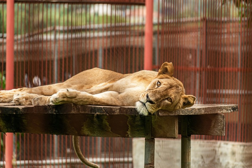 a large lion laying on top of a wooden bench