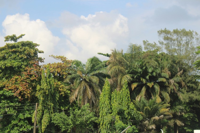 a group of palm trees in front of a cloudy sky