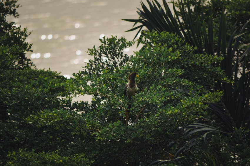 a bird sitting in a tree looking out over the water ihZJHU