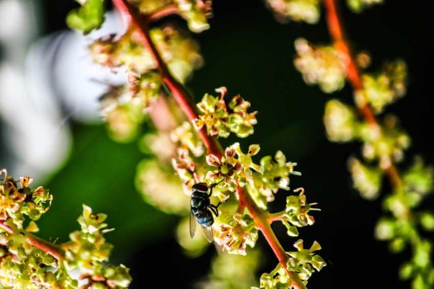 close up photography of fireflies on green petaled flowers