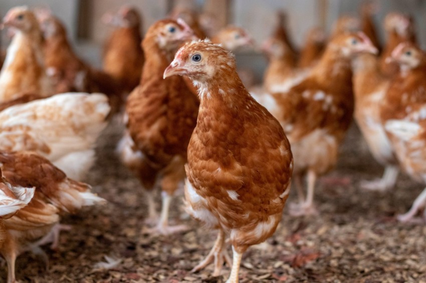 a group of chickens standing on top of a dirt ground