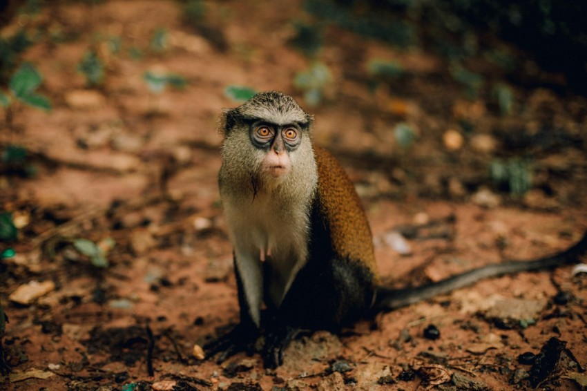 a monkey sitting on the ground looking at the camera kyCvjWca