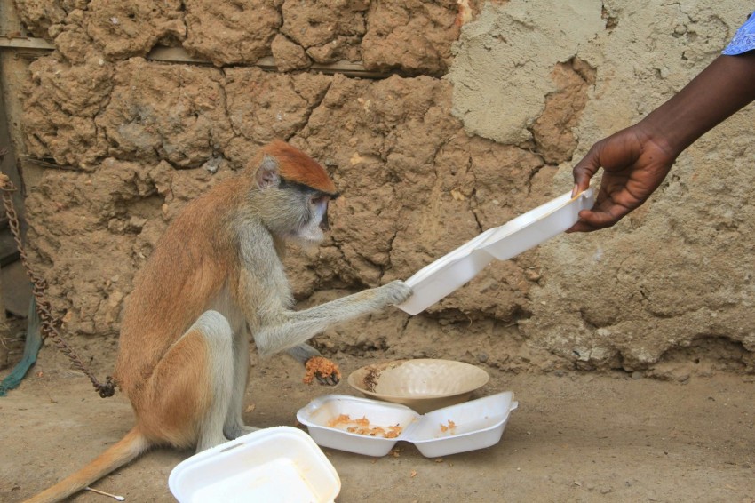 a monkey sitting on the ground next to a bowl of food