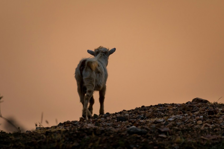 brown and white animal on brown ground during daytime