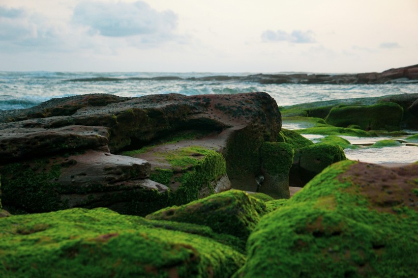 green moss on rock formation near sea during daytime PDn