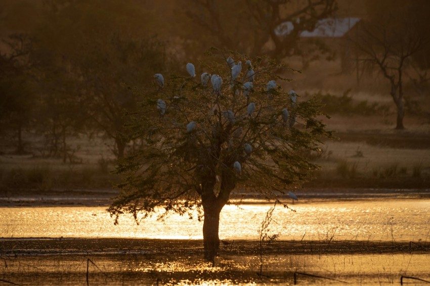 flocks of white birds on green leaf tree near body of water U