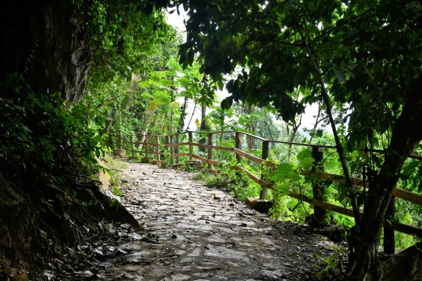 a path in the middle of a lush green forest E7hPiTum