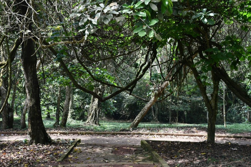 a wooden bench sitting in the middle of a forest YomZr