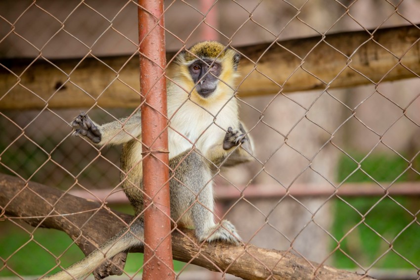 a monkey sitting on a tree branch behind a fence 6MGimO