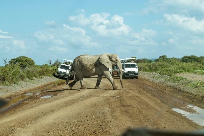 an elephant crossing a dirt road in front of a truck