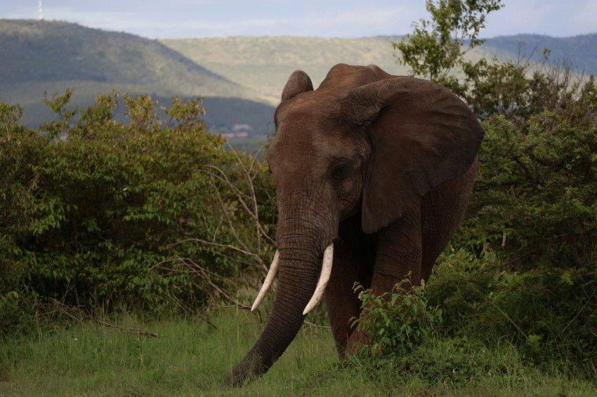 an elephant walking through a lush green forest HttZ