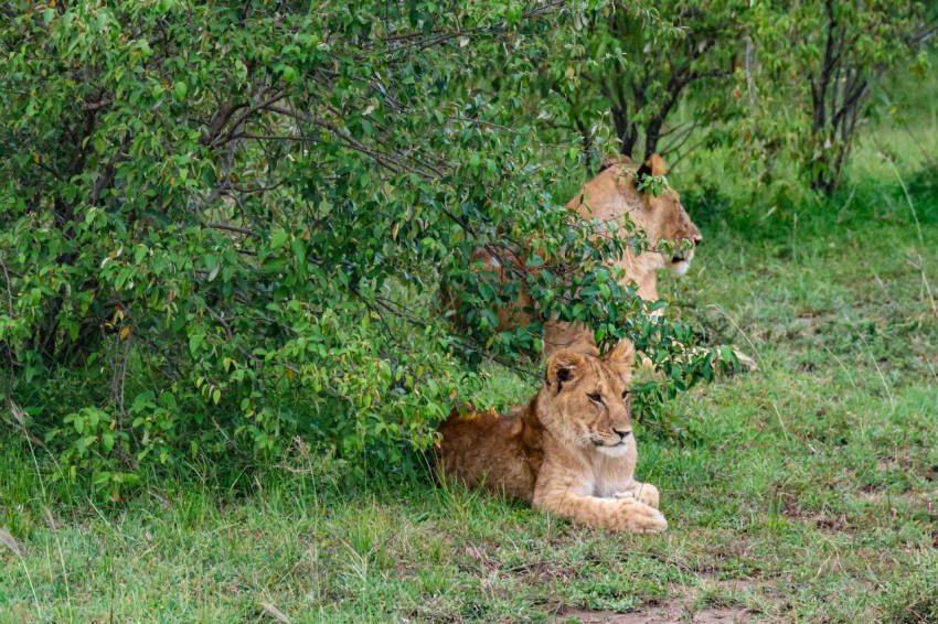 a couple of lions sitting next to each other on a lush green field