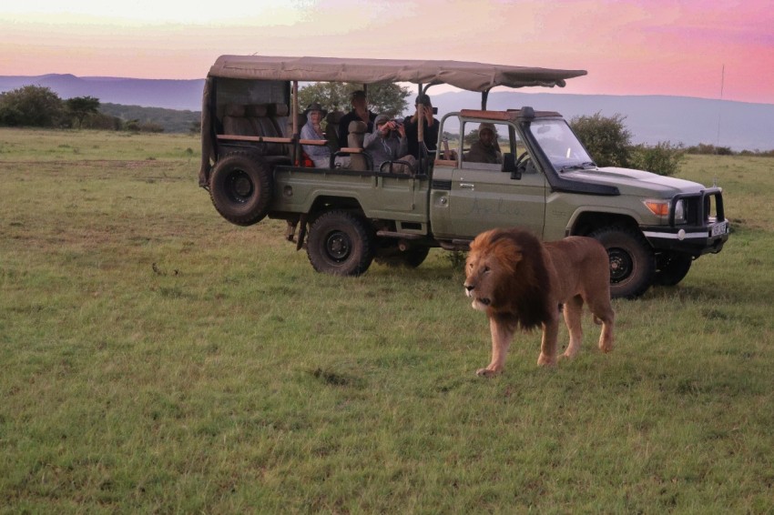 a group of people in a safari vehicle with a lion tmMTpr_D