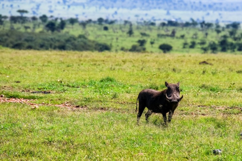 a small black animal standing on top of a lush green field  58Gga3e