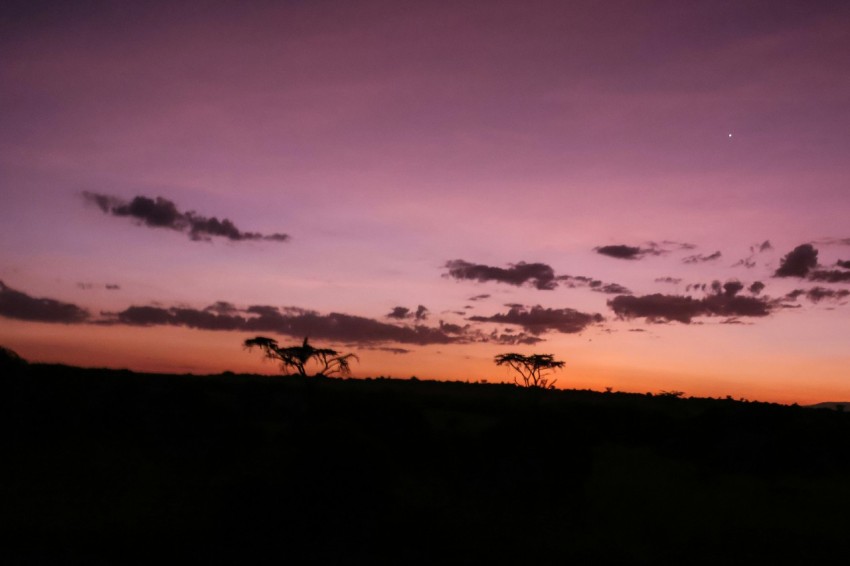 a couple of giraffe standing on top of a lush green field