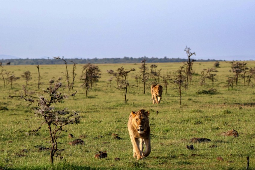 a couple of lions walking across a lush green field